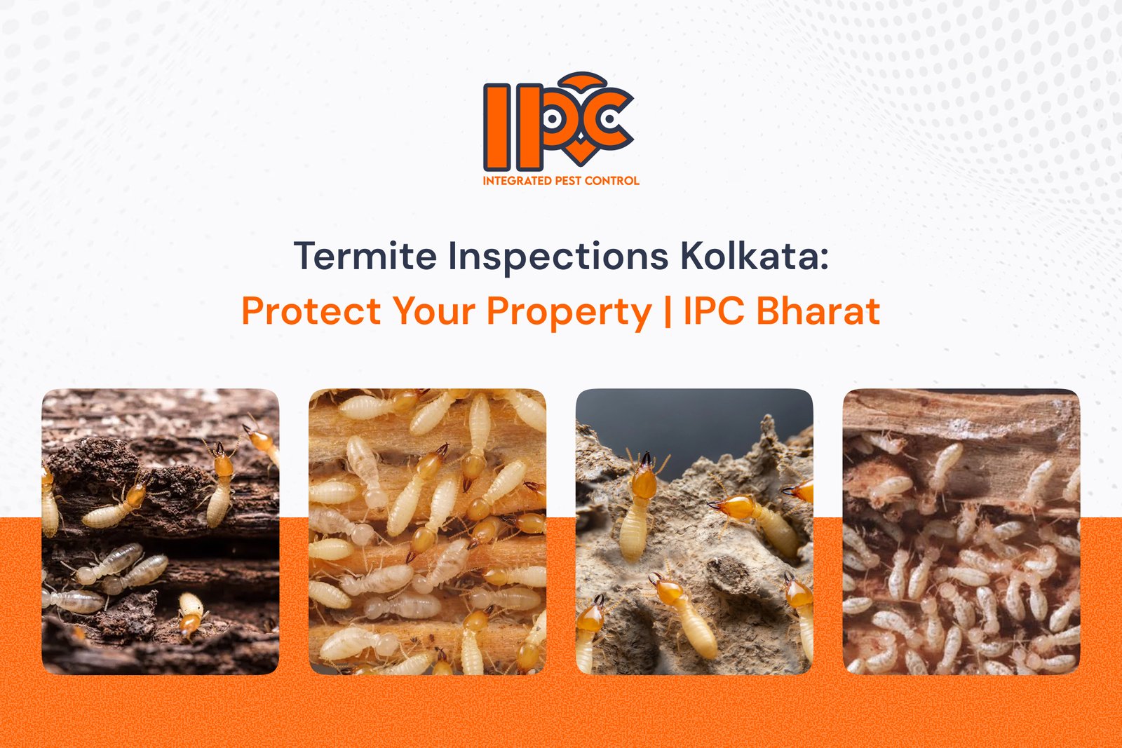 Termite Inspections Kolkata: Protect Your Property